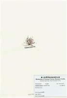 藏品(匍匐擬石花)的圖片